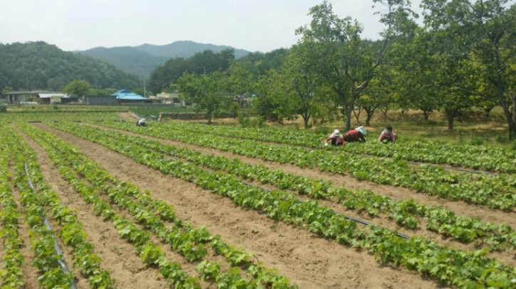 음나무010.jpg