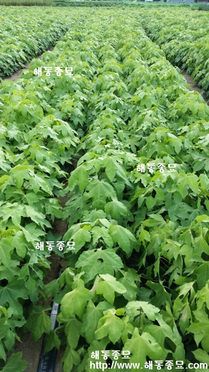 음나무043.jpg
