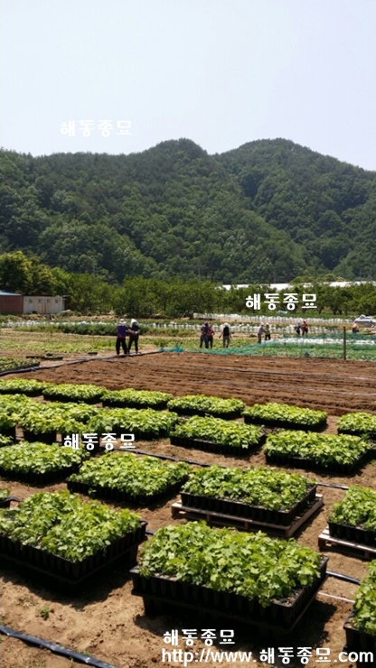 음나무012.jpg