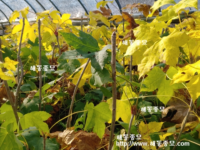 KakaoTalk_20191107_113208590.jpg