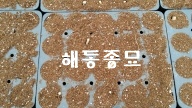 음나무004.jpg