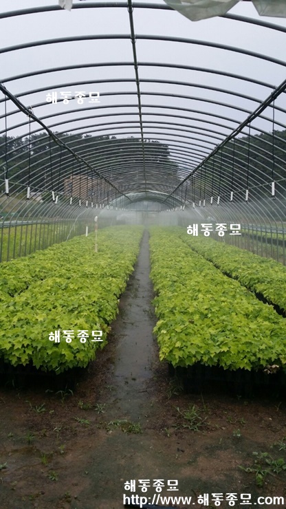 음나무014.jpg