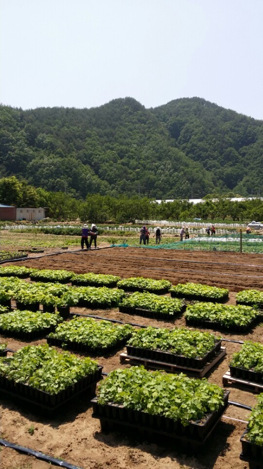 음나무012.jpg