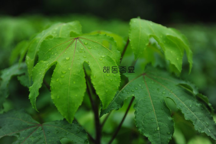 음나무065.jpg