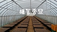 음나무003.jpg
