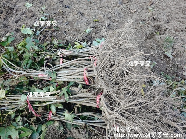 KakaoTalk_20191130_172412078.jpg